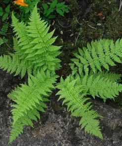 Lady Fern Bare Root Rhizomes - 5 Pack, Hardy Perennial for Shade Gardens - Image 1