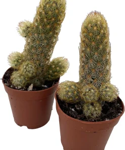 Lady Fingers Cactus Live Plants – Mammillaria Elongata – 2 Pack in 2" Pots - Image 2