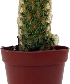 Lady Fingers Cactus Live Plants – Mammillaria Elongata – 2 Pack in 2