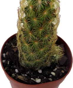Lady Fingers Cactus Live Plants – Mammillaria Elongata – 2 Pack in 2