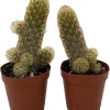 Lady Fingers Cactus Live Plants – Mammillaria Elongata – 2 Pack in 2" Pots - Image 1