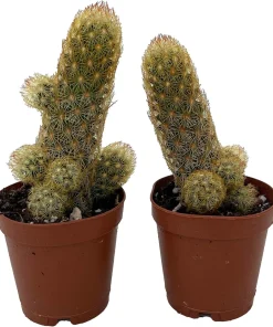 Lady Fingers Cactus Live Plants – Mammillaria Elongata – 2 Pack in 2