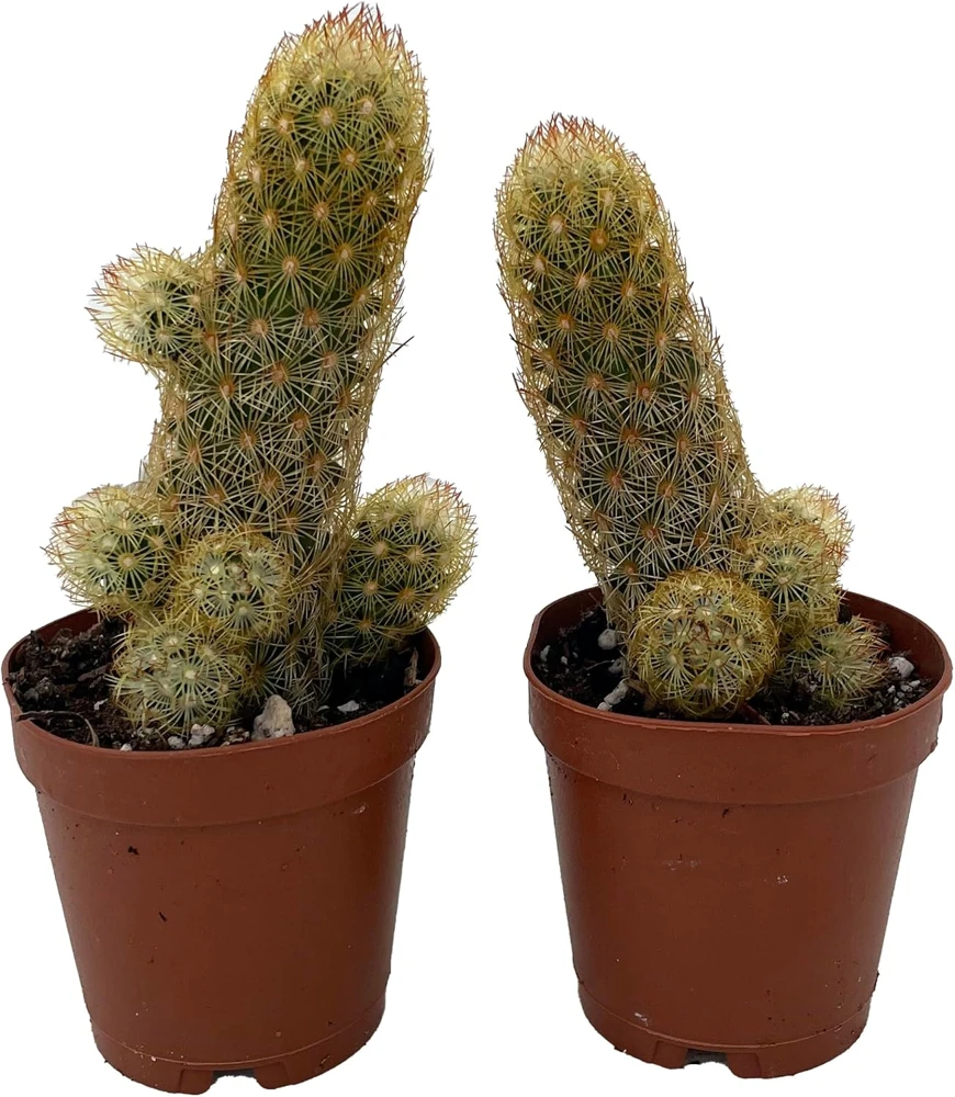Lady Fingers Cactus Live Plants – Mammillaria Elongata – 2 Pack in 2" Pots - Image 1