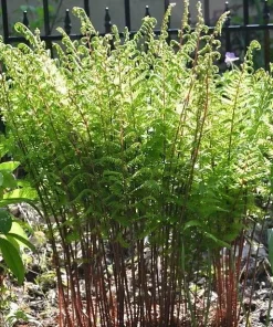 Lady in Red Hardy Fern Live Plant – Athyrium filix – 4