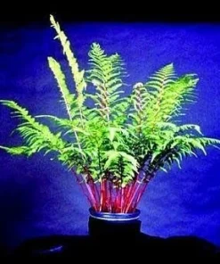 Lady in Red Hardy Fern Live Plant – Athyrium filix – 4