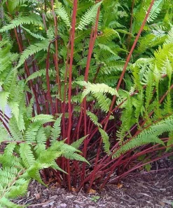 Lady in Red Hardy Fern Live Plant – Athyrium filix – 4