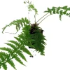 Lady in Red Hardy Fern Live Plant – Athyrium filix – 4" Pot – Outdoor Shade - Image 1