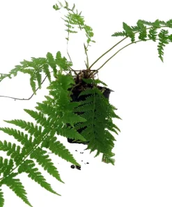 Lady in Red Hardy Fern Live Plant – Athyrium filix – 4