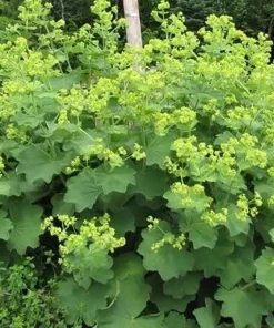 Lady's Mantle Perennial Live Plant - Alchemilla mollis - Quart Pot - Image 2