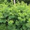 Lady's Mantle Perennial Live Plant - Alchemilla mollis - Quart Pot - Image 1