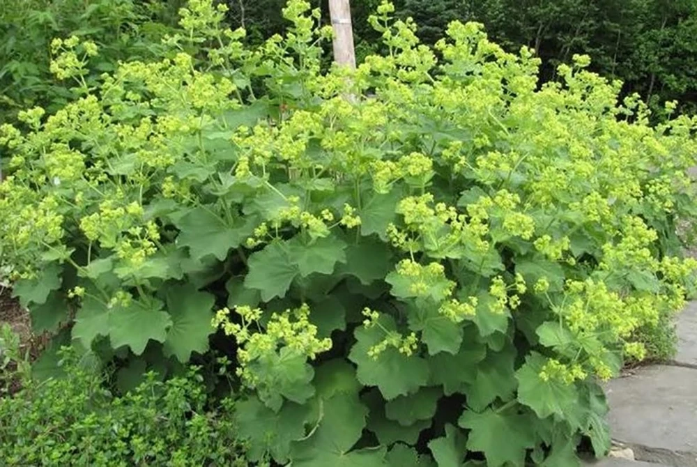 Lady's Mantle Perennial Live Plant - Alchemilla mollis - Quart Pot - Image 1