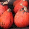 Lakota Winter Squash Seeds - Cucurbita Maxima Vegetable Seeds - 15 Count - Image 1