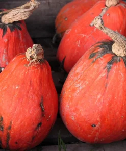 Lakota Winter Squash Seeds - Cucurbita Maxima Vegetable Seeds - 15 Count - Image 1