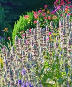 Lamb's Ear Seeds - Stachys Byzantina - 100 Seeds - Fuzzy Silver Foliage - Perennial - Image 10