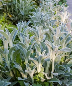 Lamb's Ear Seeds - Stachys Byzantina - 100 Seeds - Fuzzy Silver Foliage - Perennial - Image 11