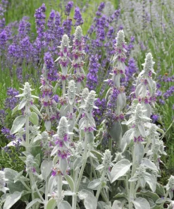 Lamb's Ear Seeds - Stachys Byzantina - 100 Seeds - Fuzzy Silver Foliage - Perennial - Image 12