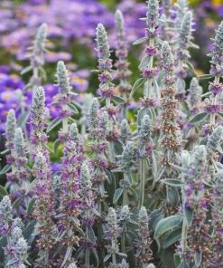 Lamb's Ear Seeds - Stachys Byzantina - 100 Seeds - Fuzzy Silver Foliage - Perennial - Image 13