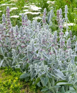 Lamb's Ear Seeds - Stachys Byzantina - 100 Seeds - Fuzzy Silver Foliage - Perennial - Image 14