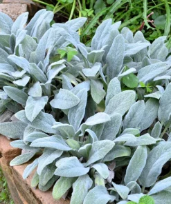 Lamb's Ear Seeds - Stachys Byzantina - 100 Seeds - Fuzzy Silver Foliage - Perennial - Image 2