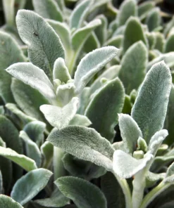 Lamb's Ear Seeds - Stachys Byzantina - 100 Seeds - Fuzzy Silver Foliage - Perennial - Image 3