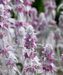 Lamb's Ear Seeds - Stachys Byzantina - 100 Seeds - Fuzzy Silver Foliage - Perennial - Image 4