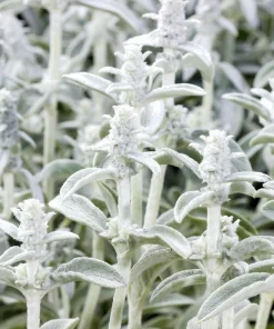 Lamb's Ear Seeds - Stachys Byzantina - 100 Seeds - Fuzzy Silver Foliage - Perennial - Image 5