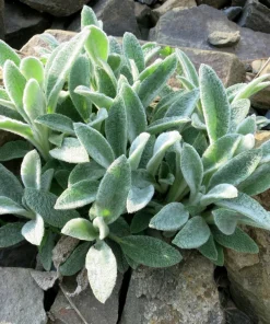Lamb's Ear Seeds - Stachys Byzantina - 100 Seeds - Fuzzy Silver Foliage - Perennial - Image 6