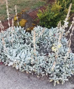 Lamb's Ear Seeds - Stachys Byzantina - 100 Seeds - Fuzzy Silver Foliage - Perennial - Image 7