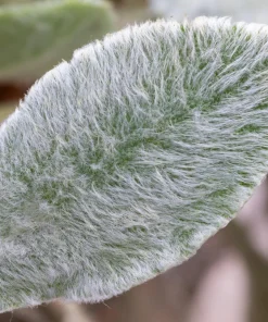 Lamb's Ear Seeds - Stachys Byzantina - 100 Seeds - Fuzzy Silver Foliage - Perennial - Image 8