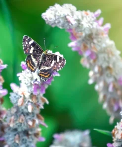 Lamb's Ear Seeds - Stachys Byzantina - 100 Seeds - Fuzzy Silver Foliage - Perennial - Image 9