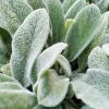 Lamb's Ear Seeds - Stachys Byzantina - 100 Seeds - Fuzzy Silver Foliage - Perennial - Image 1