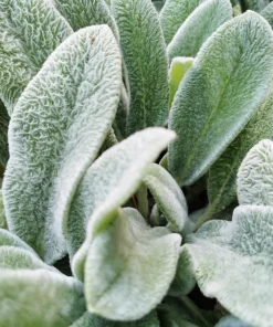Lamb's Ear Seeds - Stachys Byzantina - 100 Seeds - Fuzzy Silver Foliage - Perennial - Image 1