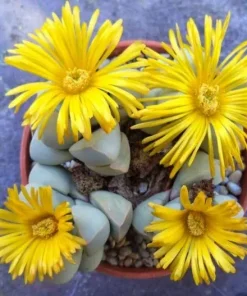 Lapidaria margaretae Seeds - Rare Living Stone Cactus, Exotic Mesemb - 30 Seeds - Image 2