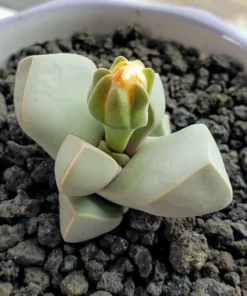 Lapidaria margaretae Seeds - Rare Living Stone Cactus, Exotic Mesemb - 30 Seeds - Image 3