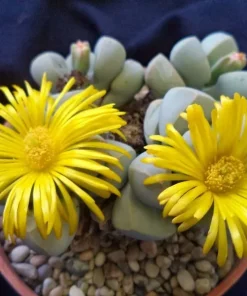 Lapidaria margaretae Seeds - Rare Living Stone Cactus, Exotic Mesemb - 30 Seeds - Image 4