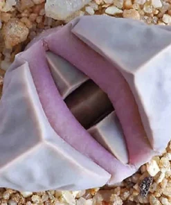 Lapidaria margaretae Seeds - Rare Living Stone Cactus, Exotic Mesemb - 30 Seeds - Image 1
