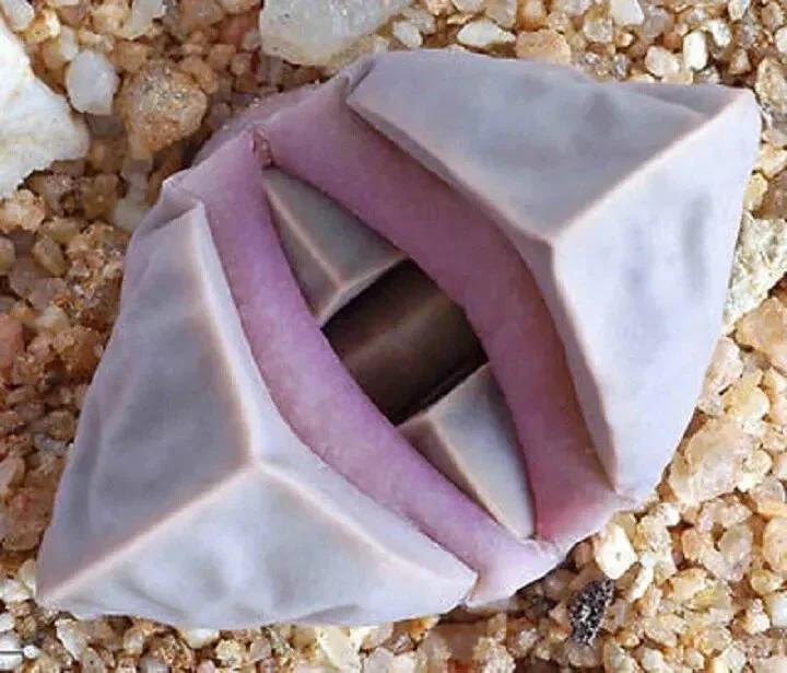 Lapidaria margaretae Seeds - Rare Living Stone Cactus, Exotic Mesemb - 30 Seeds - Image 1