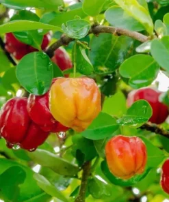 Large Acerola Cherry, Barbados Cherry Plant in 10