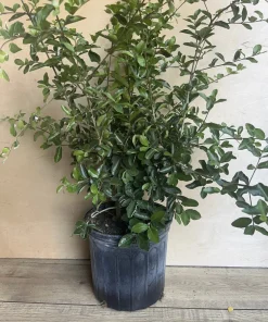 Large Acerola Cherry, Barbados Cherry Plant in 10