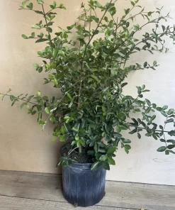 Large Acerola Cherry, Barbados Cherry Plant in 10