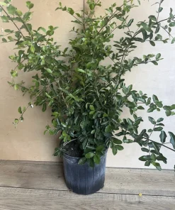 Large Acerola Cherry, Barbados Cherry Plant in 10