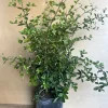 Large Acerola Cherry, Barbados Cherry Plant in 10" Pot, No Ship to AZ CA Hi or ID - Image 1