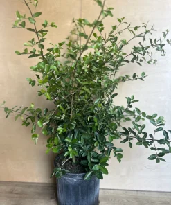 Large Acerola Cherry, Barbados Cherry Plant in 10