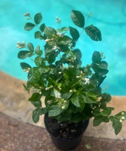Large Arabian Jasmine Plant in 10