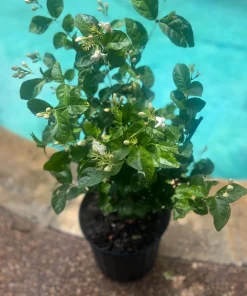 Large Arabian Jasmine Plant in 10