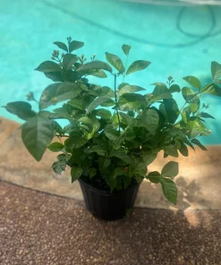 Large Arabian Jasmine Plant in 10