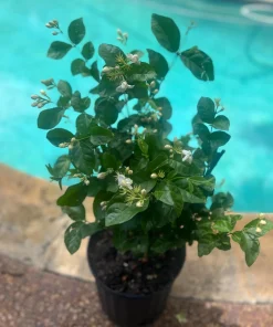 Large Arabian Jasmine Plant in 10
