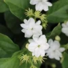 Large Arabian Jasmine Plant in 10" Pot, Fragrant White Flower, Sambac - Image 1