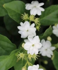 Large Arabian Jasmine Plant in 10
