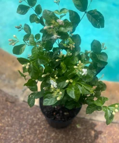 Large Arabian Jasmine Plant in 10